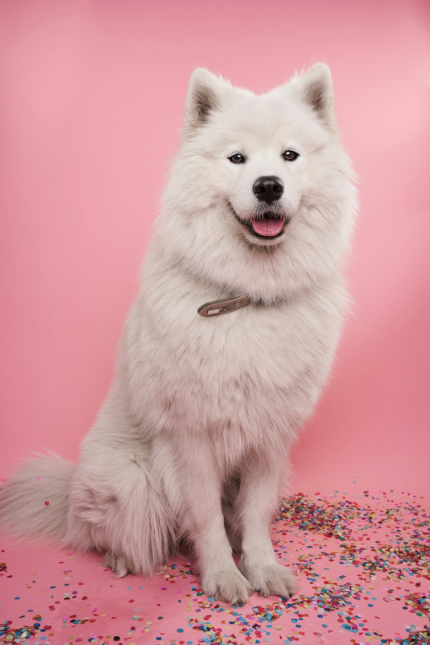 Building A Forever Home For Your Rescue