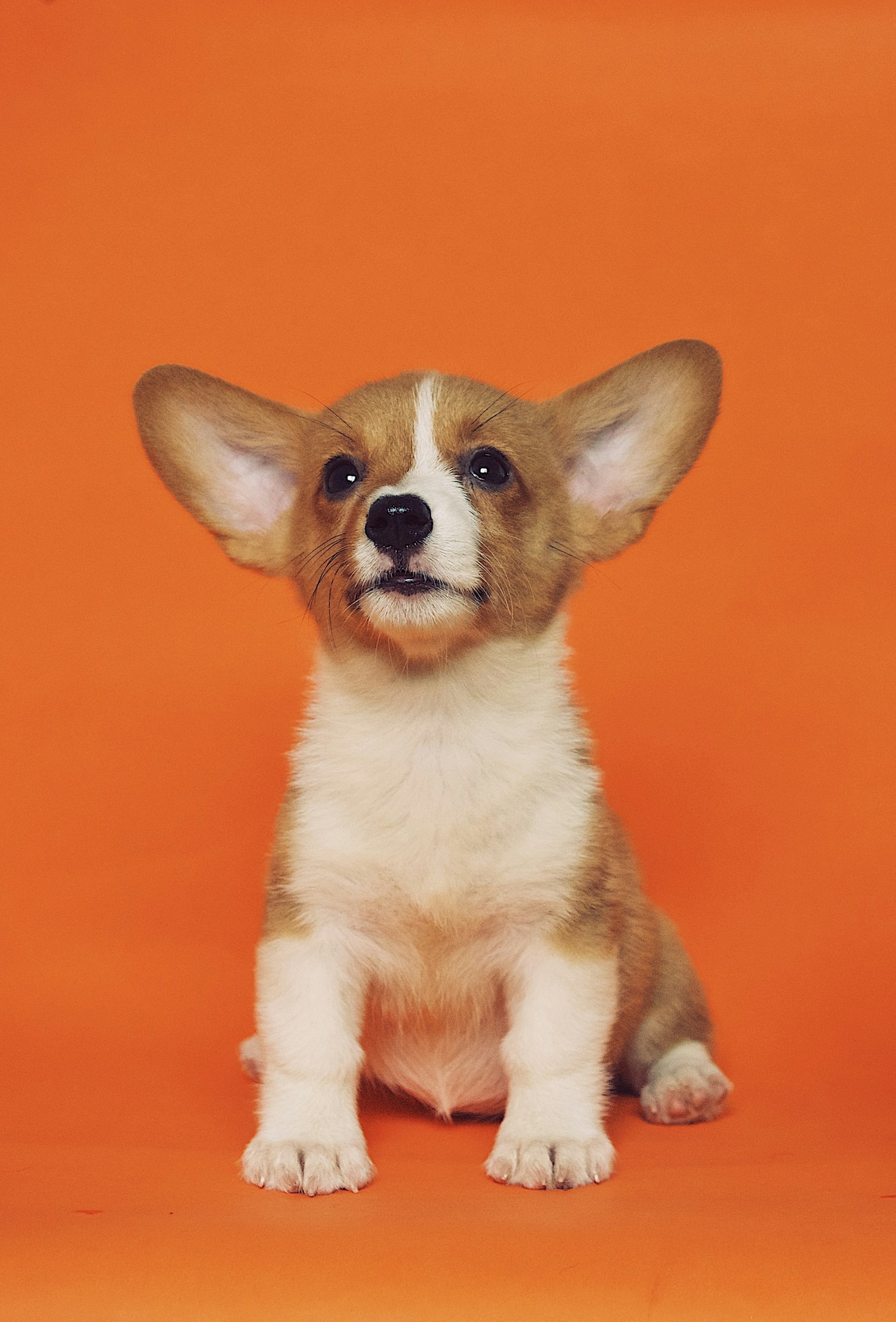 Why Community Support Matters For Animals